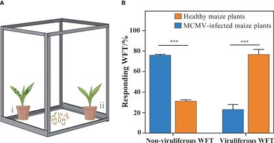 MCMV-infected maize attracts its insect vector Frankliniella occidentalis by inducing β-myrcene